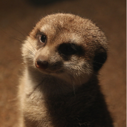 img-meerkat