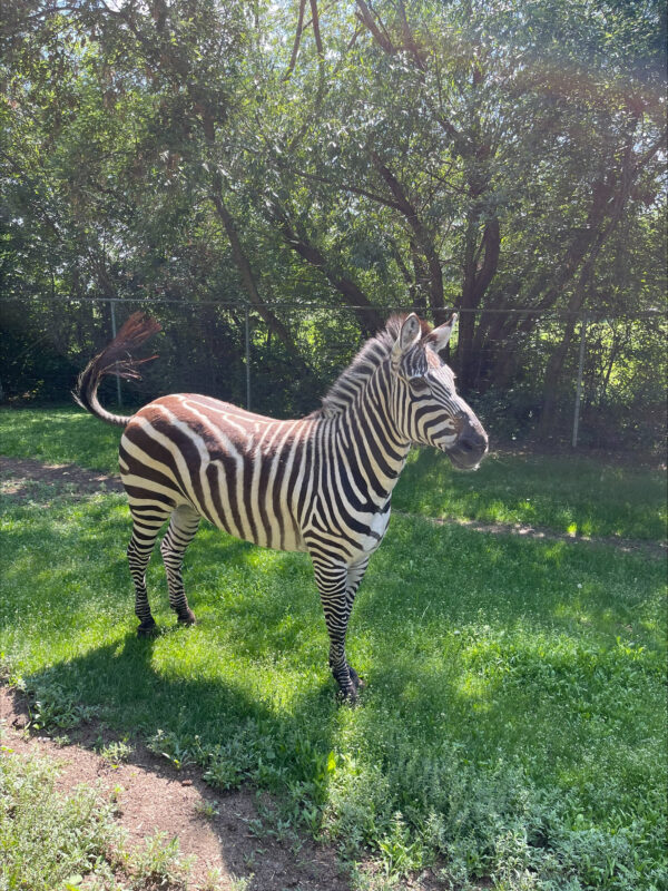 Zebra (Adopt-a-Critter)
